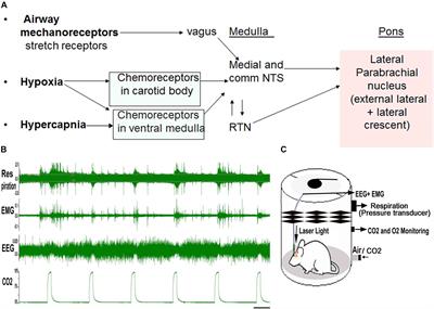 Neural Circuitry Underlying Waking Up to Hypercapnia